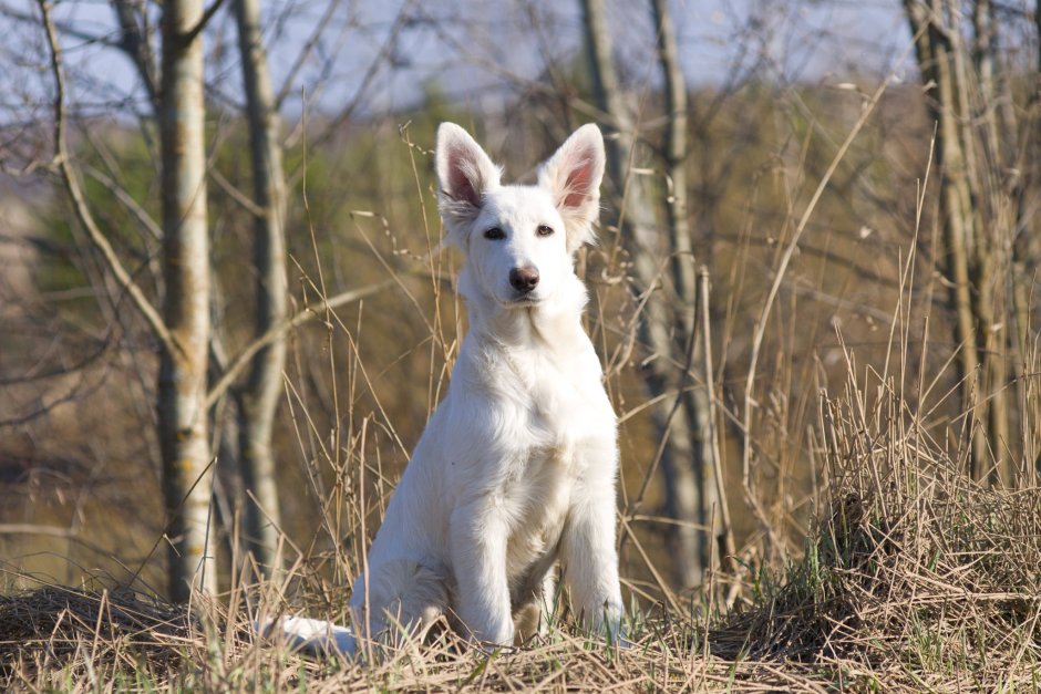 Бельгийская овчарка белая