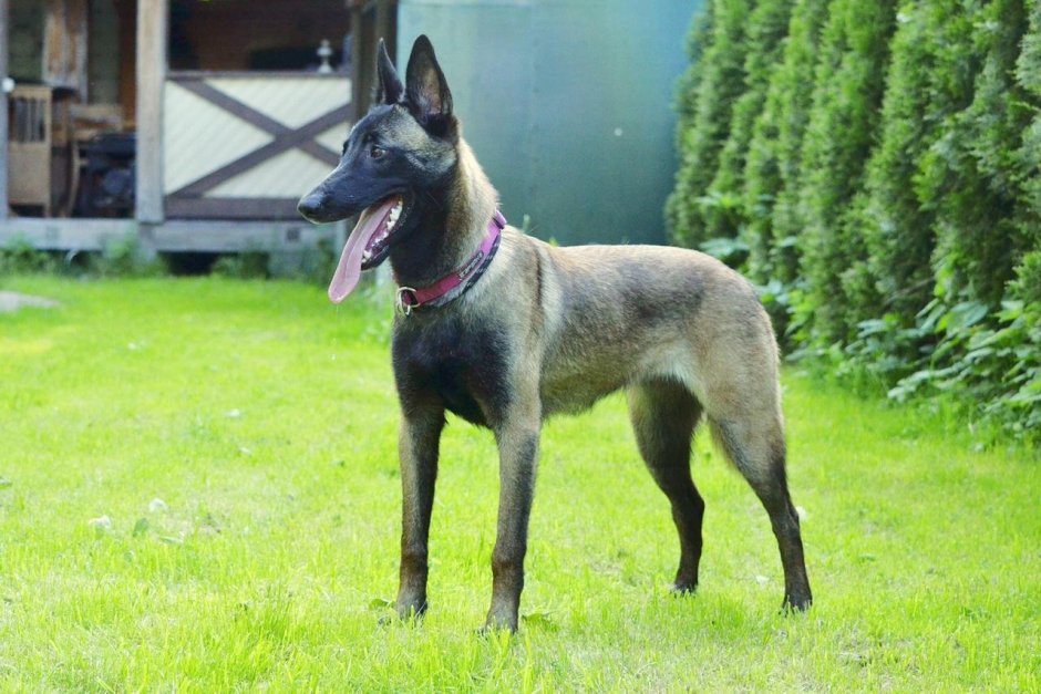 Немецкая овчарка черная и БШО