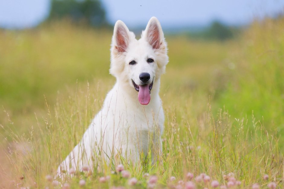 Belgian Shepherd Puppy