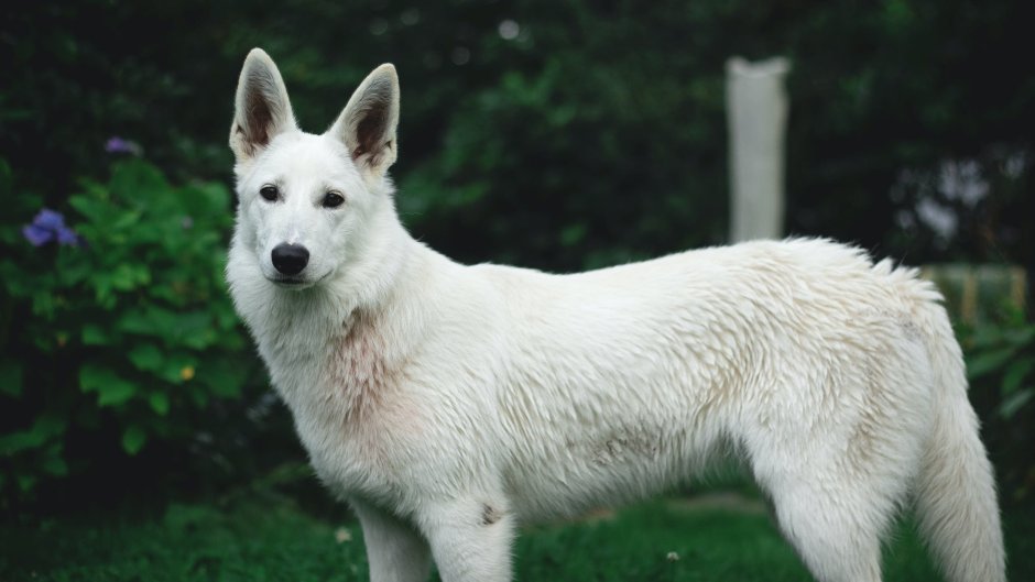 Белая швейцарская овчарка гладкошерстная