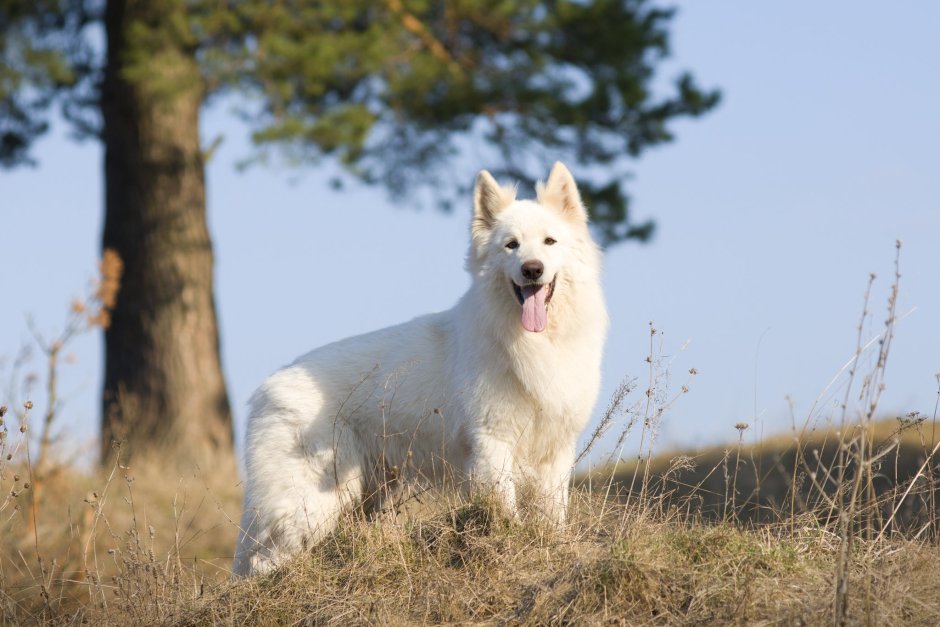 Акита+швейцарская овчарка