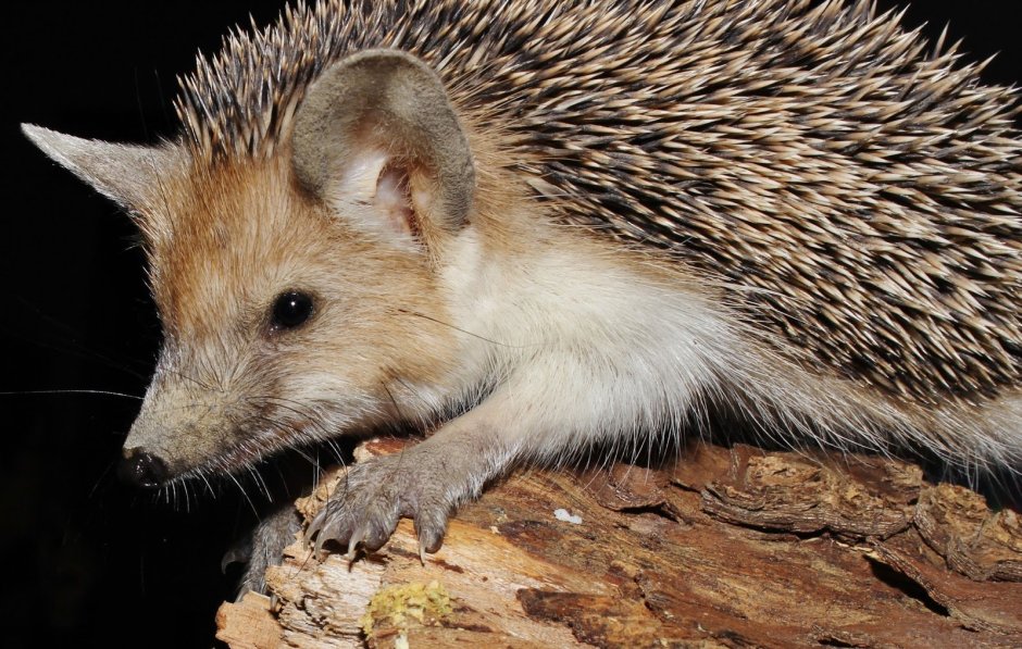 Hemiechinus auritus