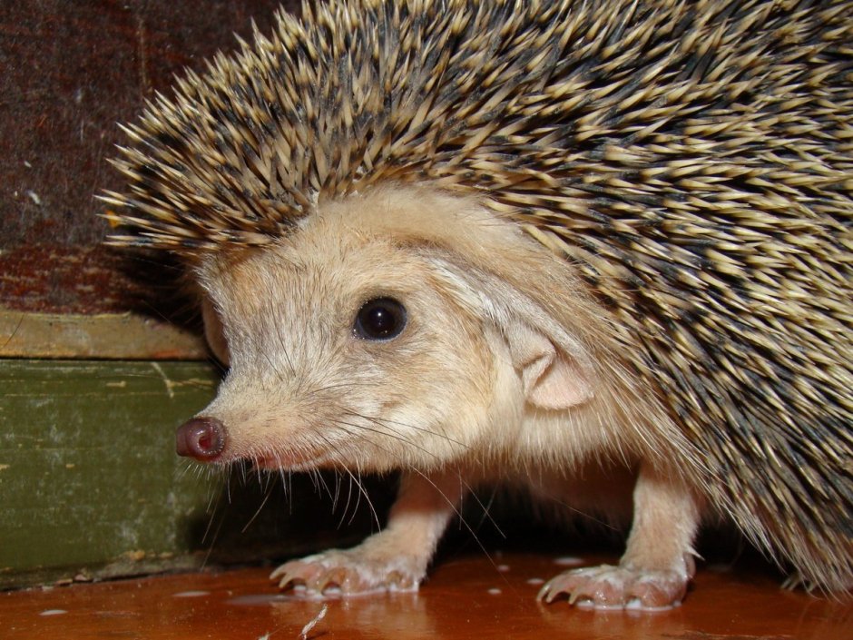 Хайнаньский ёж
