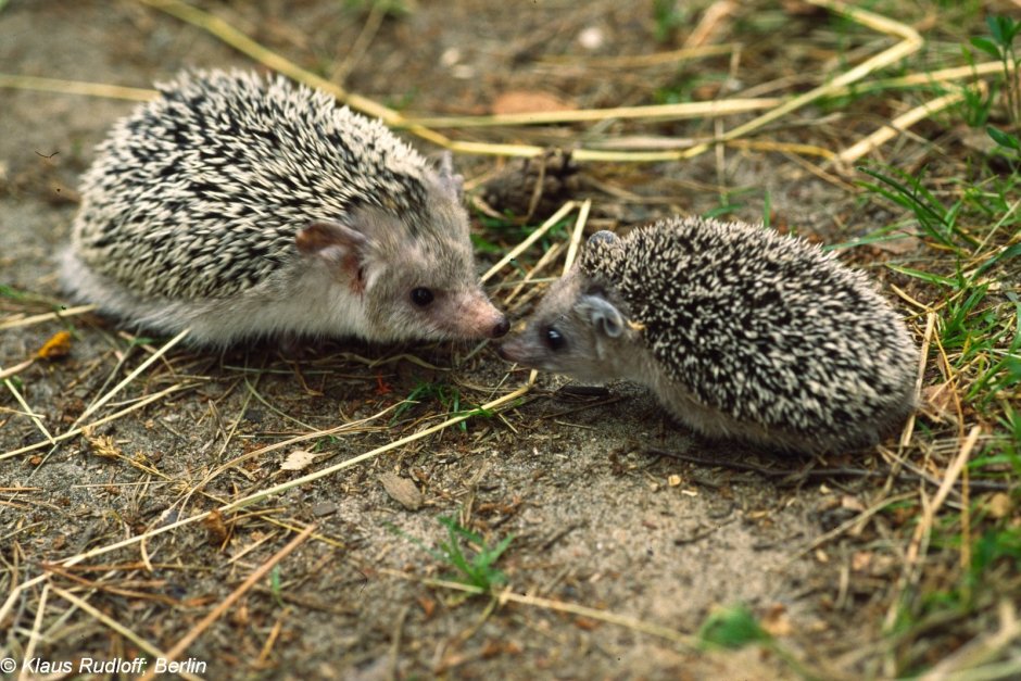 Еж Ушастый Hemiechinus auritus