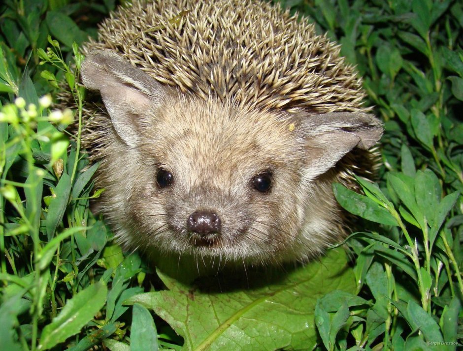 Ошейниковый ёж (Hemiechinus collaris)
