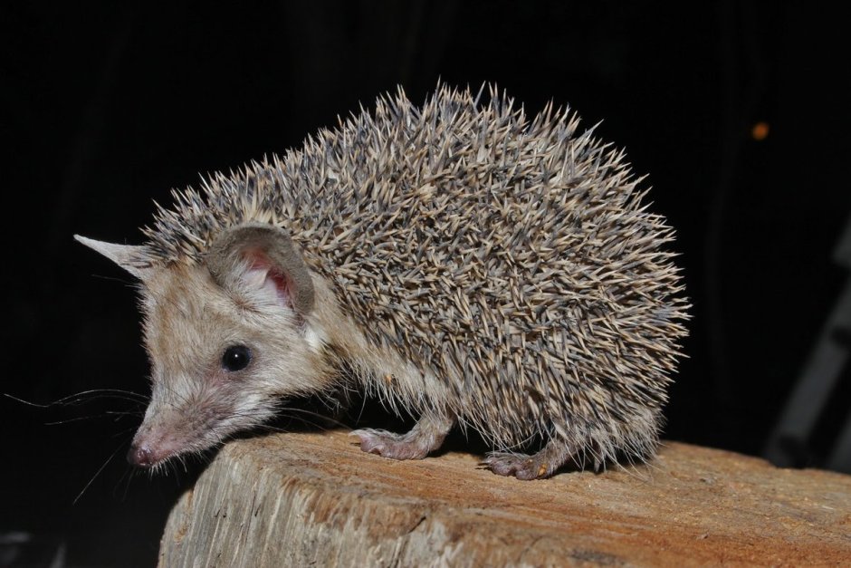 Еж Ушастый Hemiechinus auritus