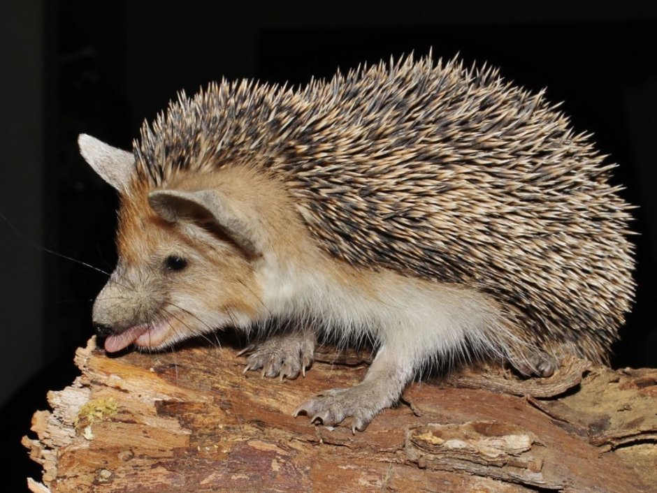 Hemiechinus auritus
