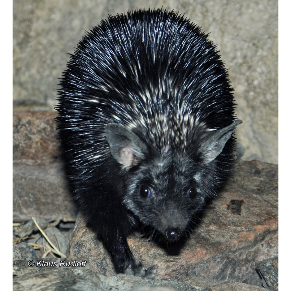 Ошейниковый ёж (Hemiechinus collaris)