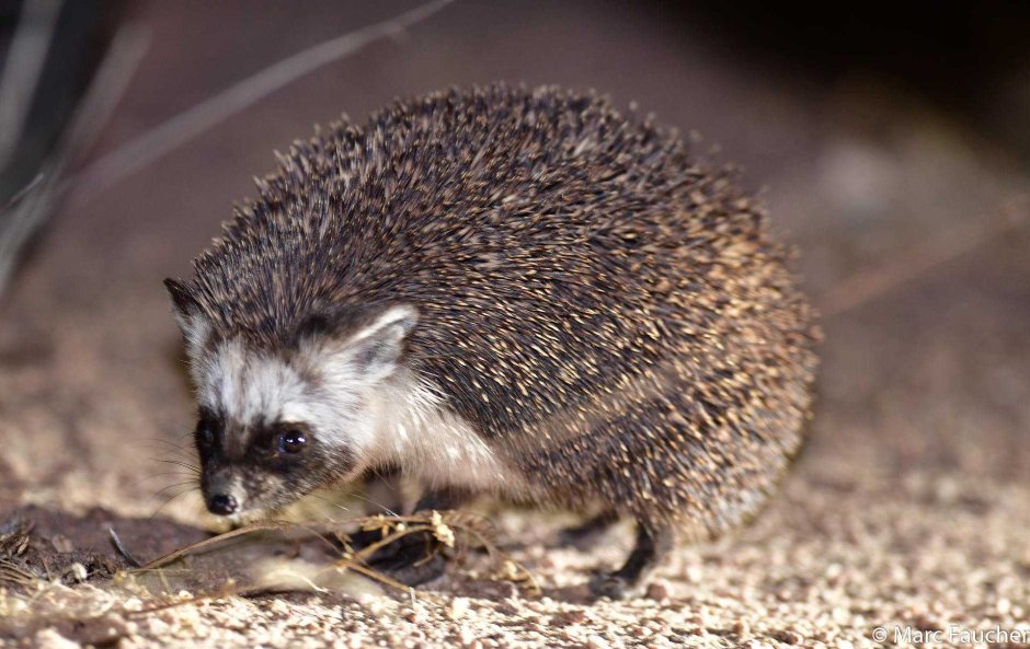 Еж Ушастый Hemiechinus auritus