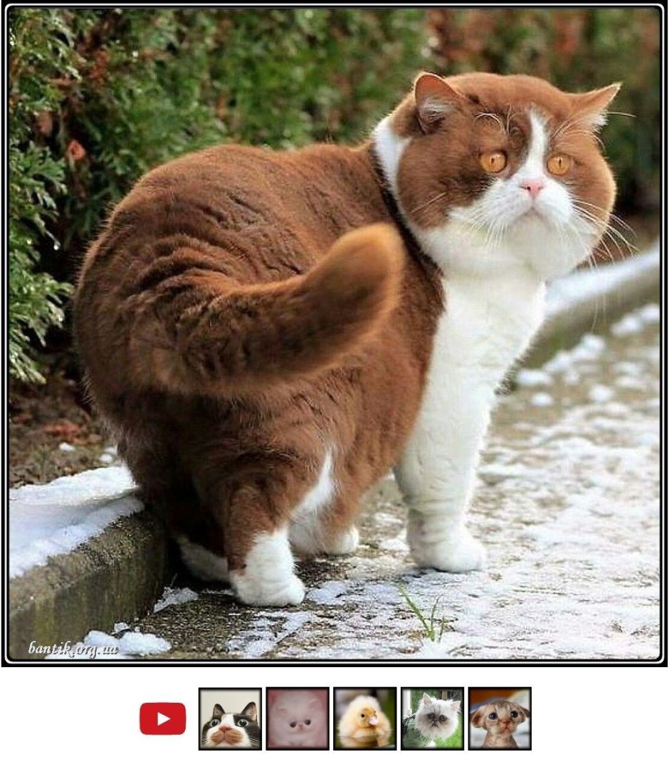 Пухлые коты