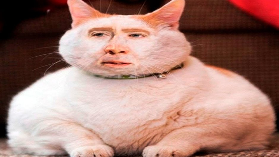 Толстый рыжий кот