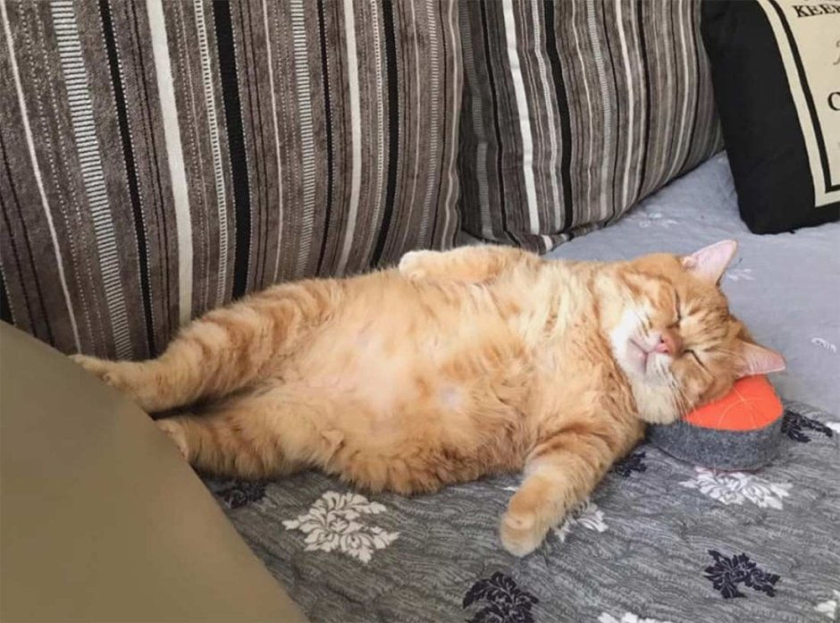Кот персонаж