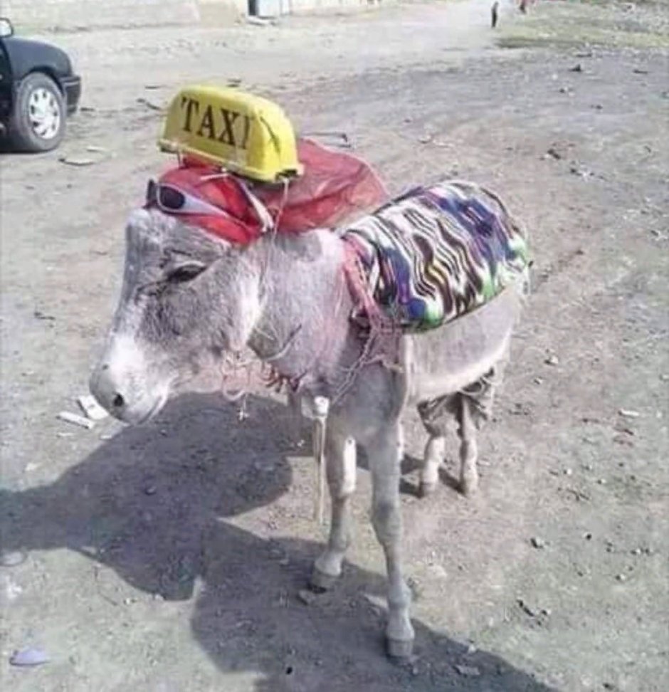 Упрямый ослик