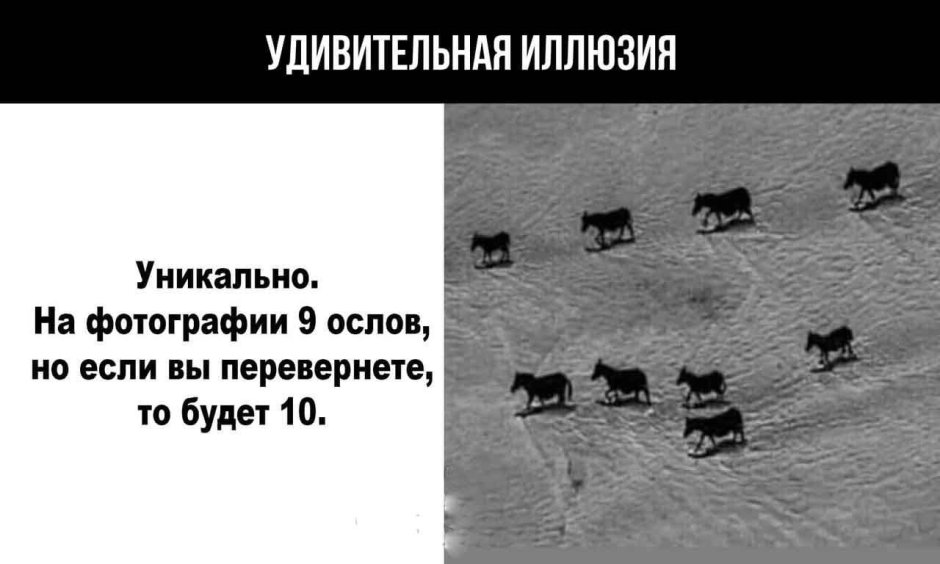 Буриданов осёл притча