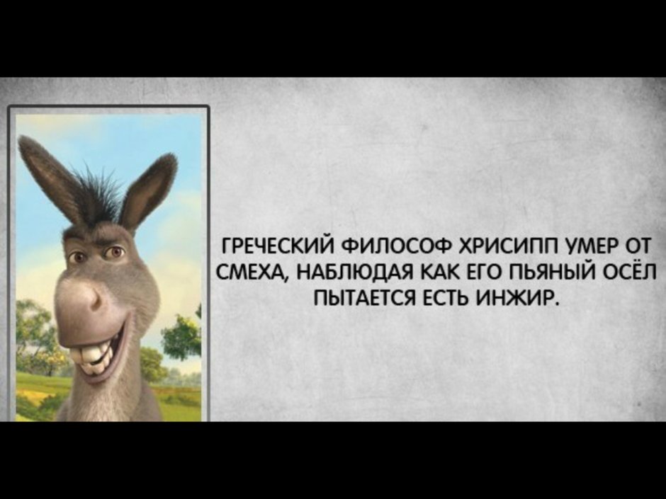 Животные приколы до слез
