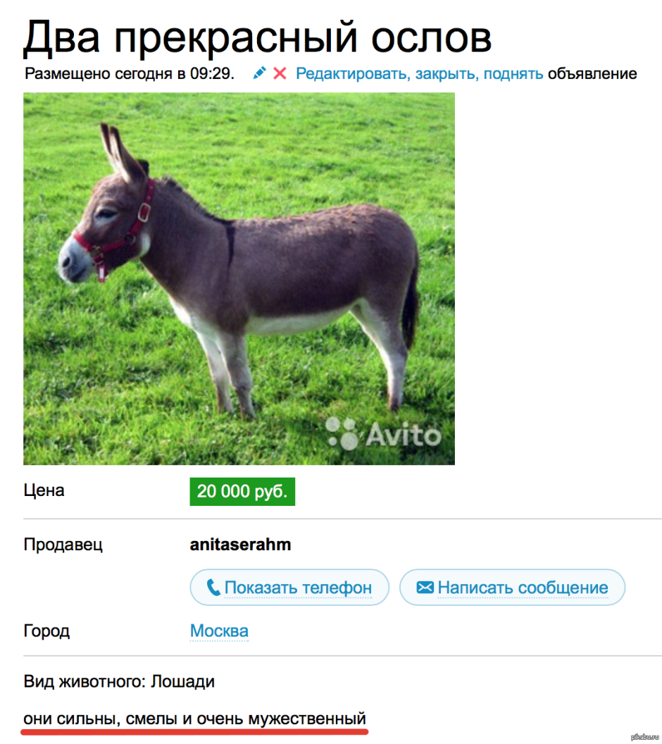 Картинка про 9 ослов