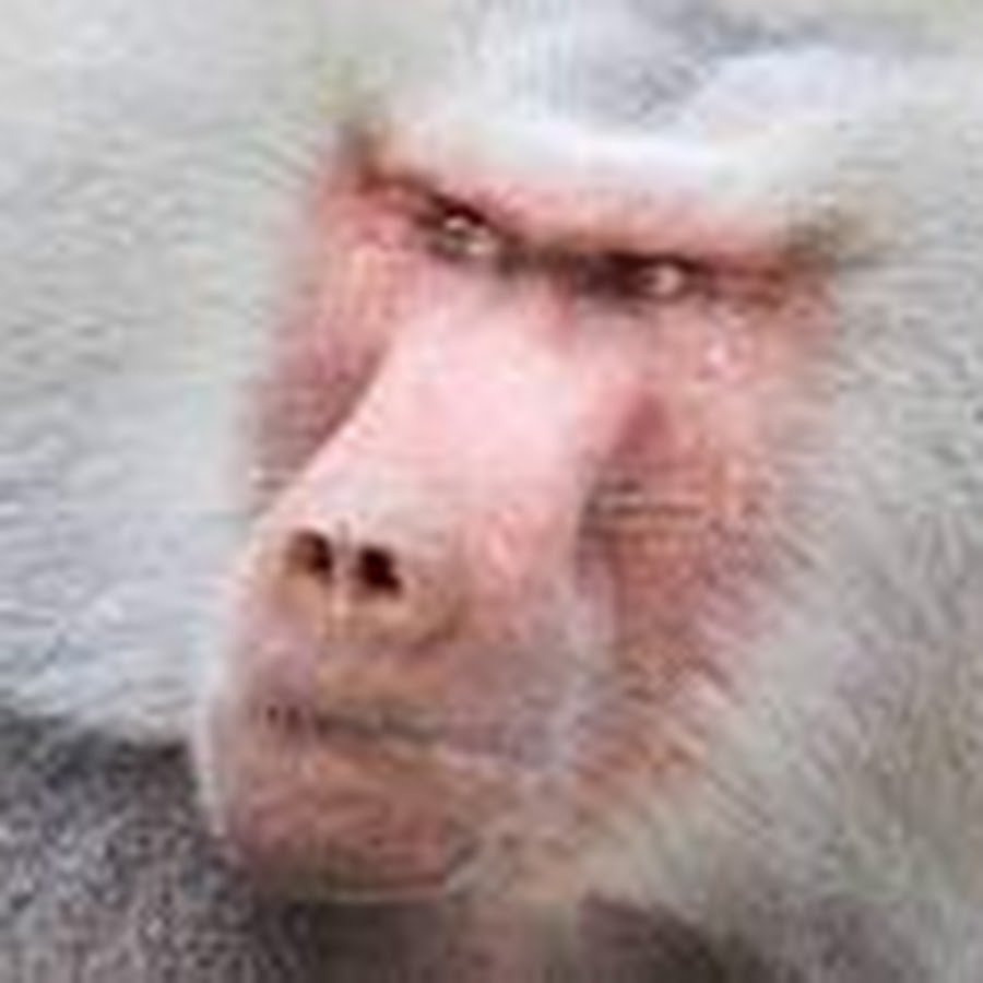 Тибетский макак