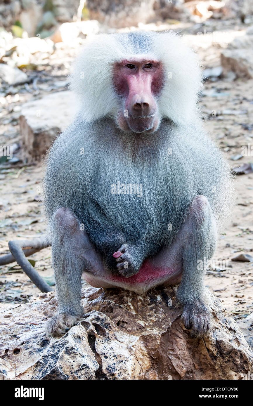 Красная обезьяна