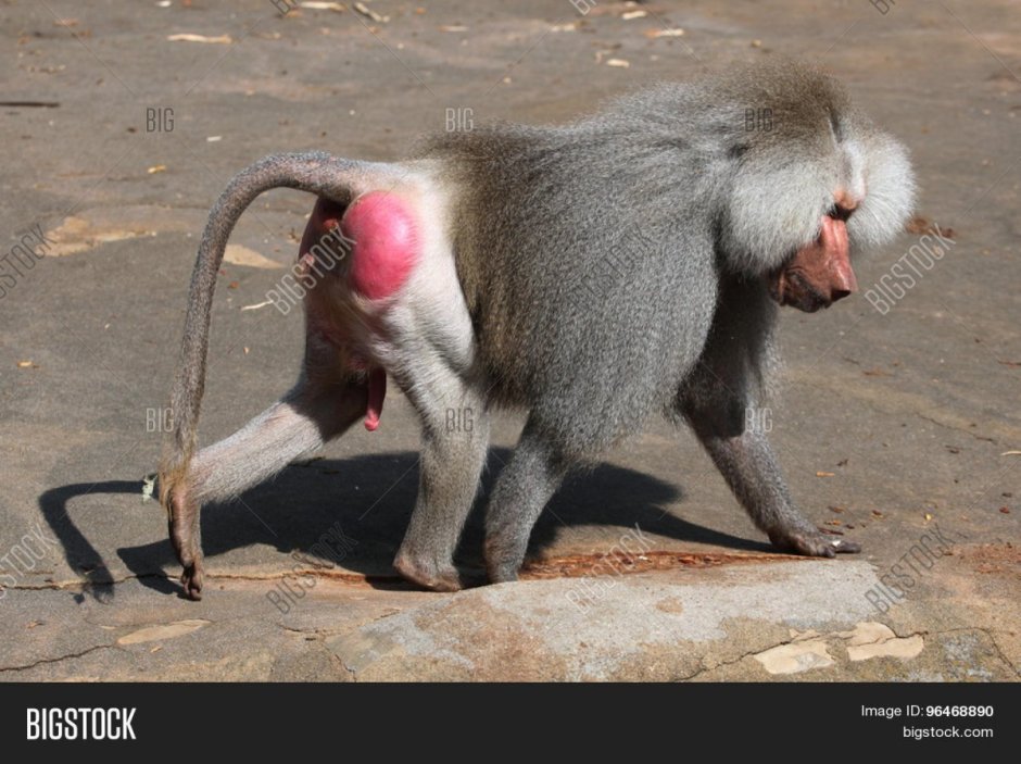 Московский зоопарк обезьяны павиан