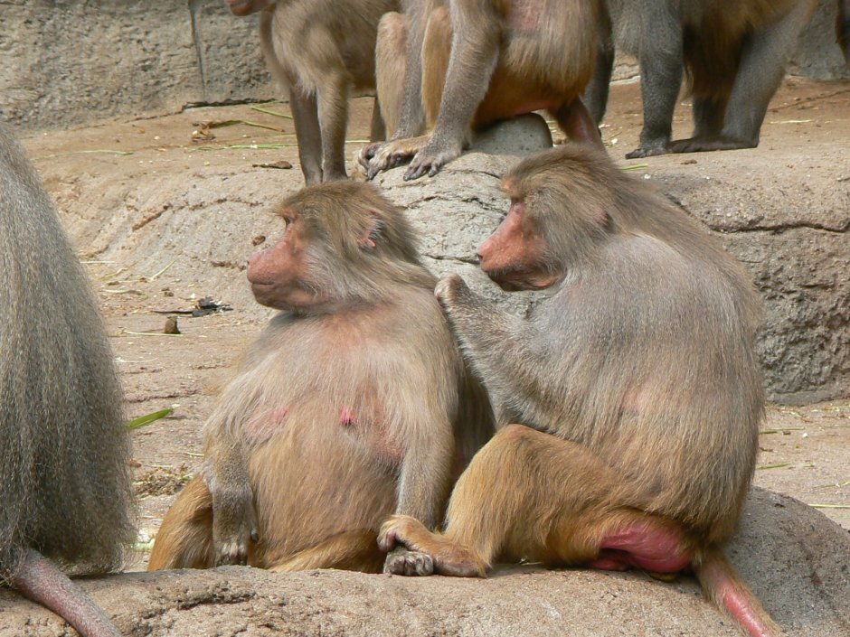 Гвинейский павиан