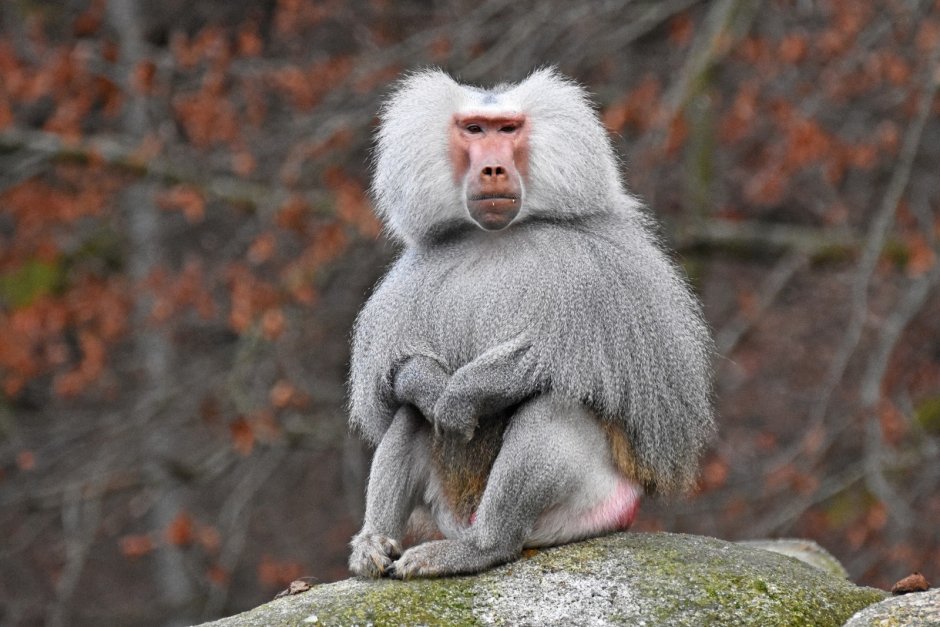 Павиан гамадрил самки