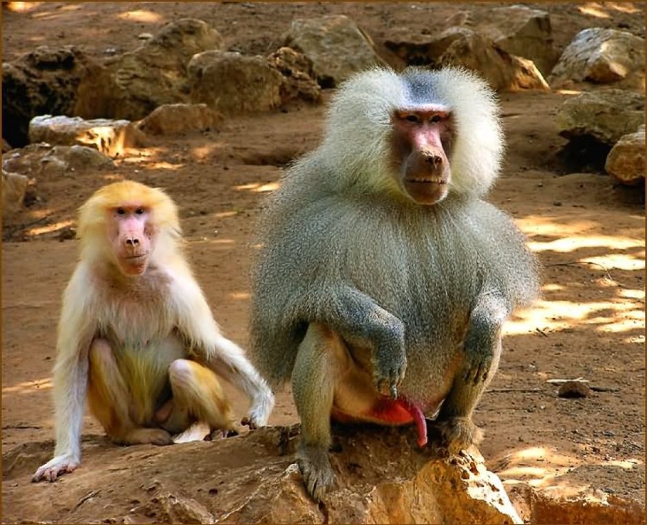 Павиан гамадрил