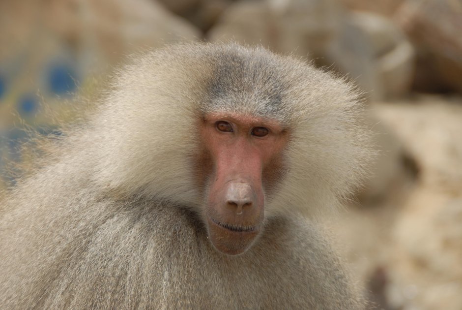 Стая павианов