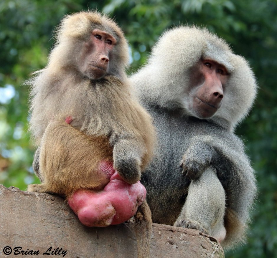 Бабуины самец и самка