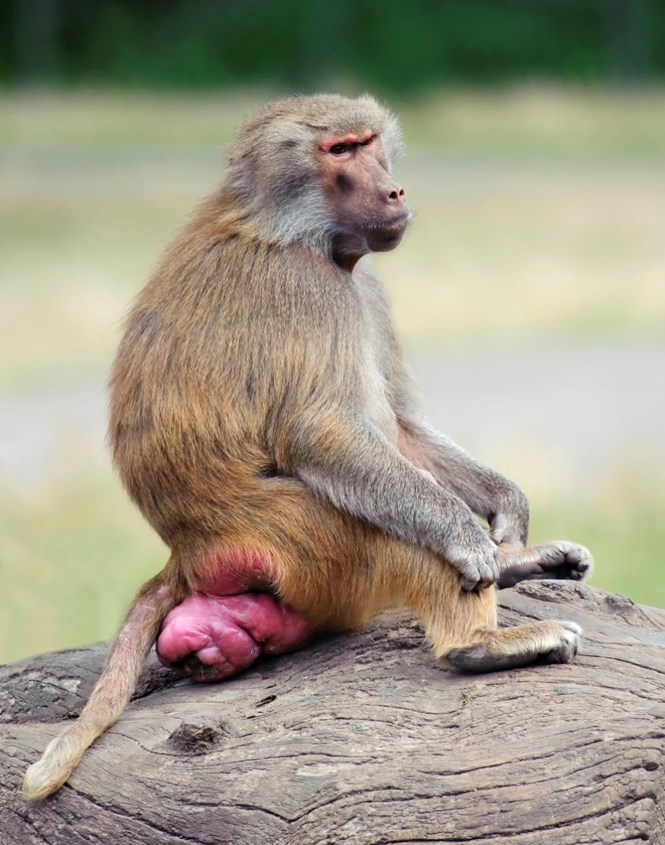 Обезьянка писает