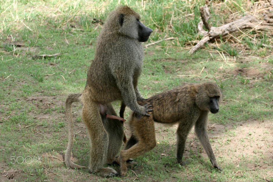 Камерунский павиан