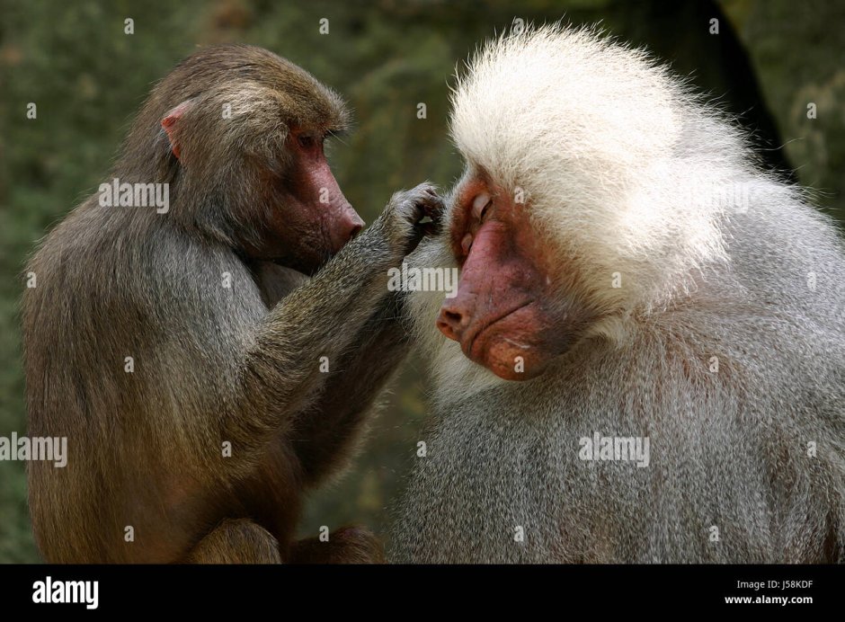 Бабуин и павиан разница
