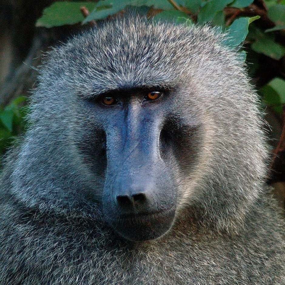 Самка бабуина