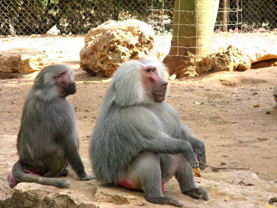 Павиан гамадрил самки