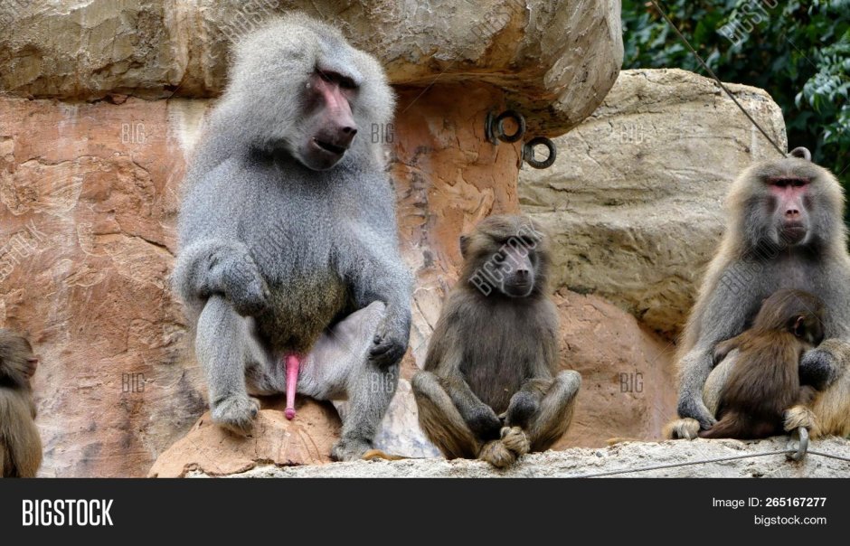 Гамадрил женская особь