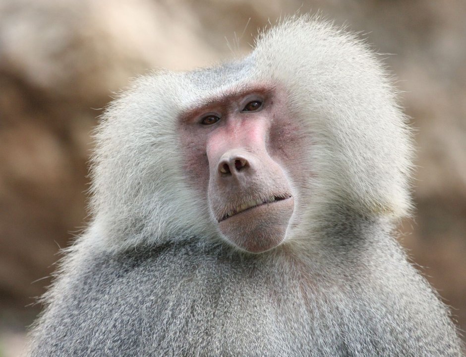 Бабуин и павиан разница