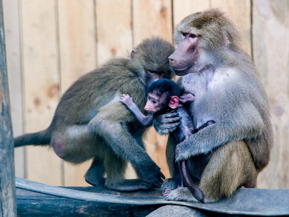 Гамадрил сидит