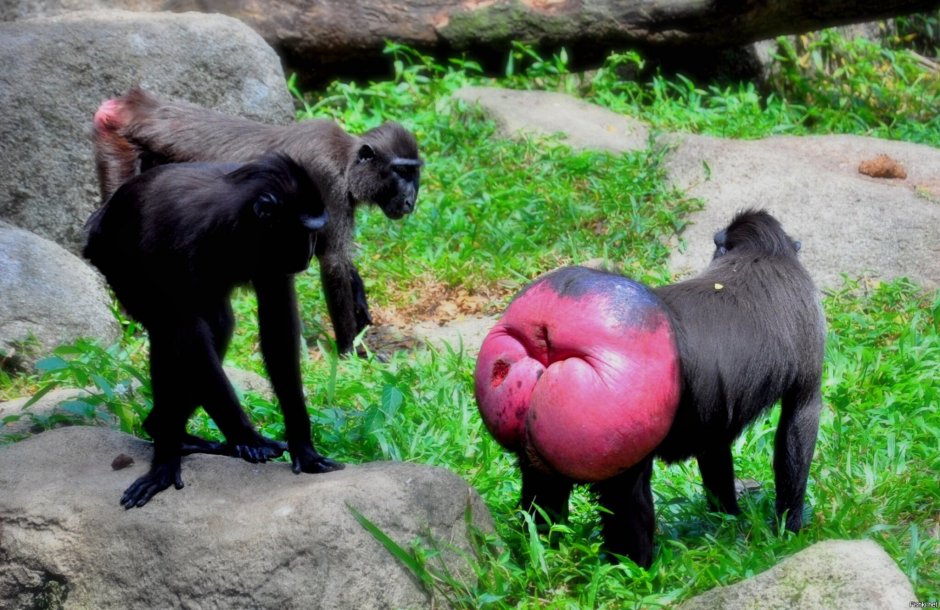 Павиан гамадрил самки