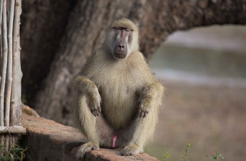 Бабуин в тельняшке