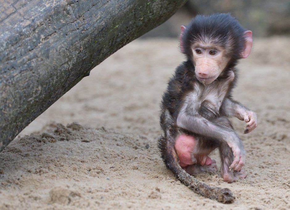 Портрет гамадрила