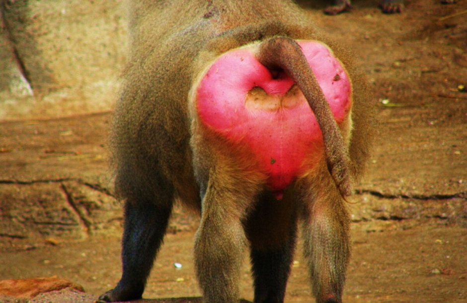 Самка павиана