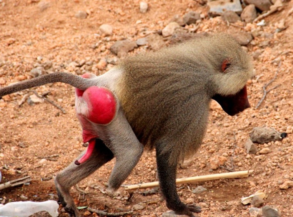 Павианы гамадрилы гарем