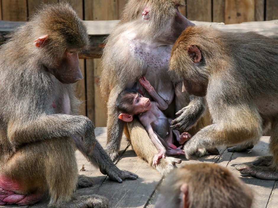 Павиан гамадрил