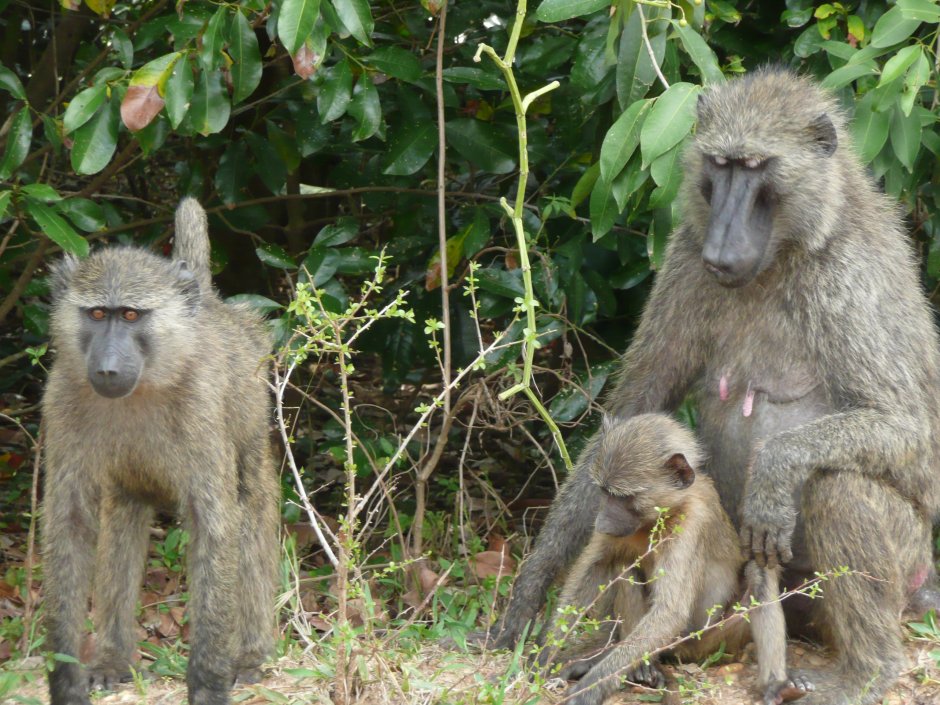 Геркулесовый Бабуин