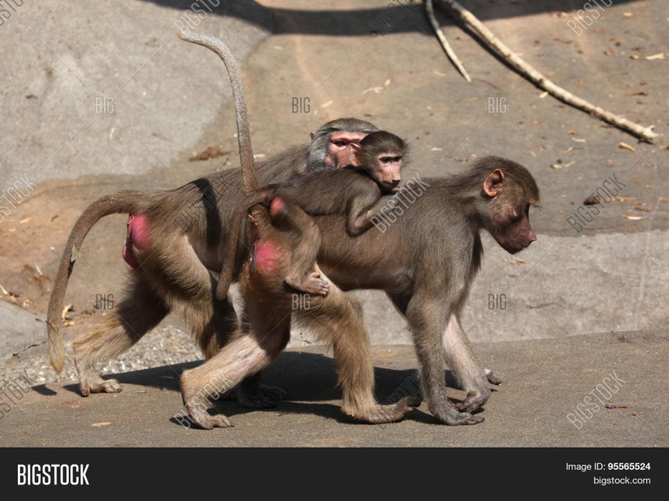 Обезьяна макака красножопая