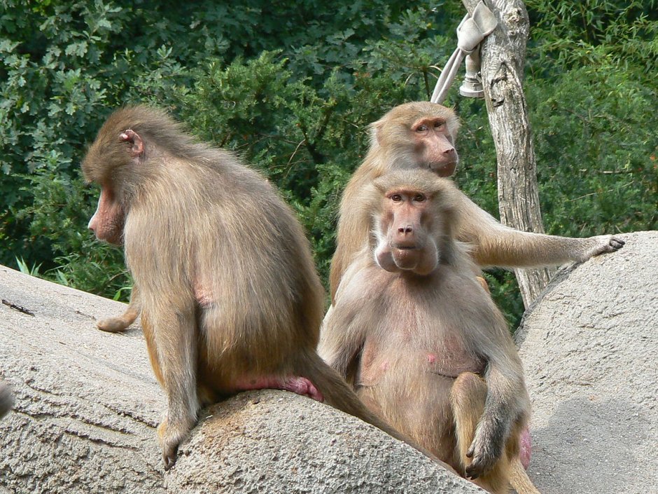 Взрослая самка гамадрила