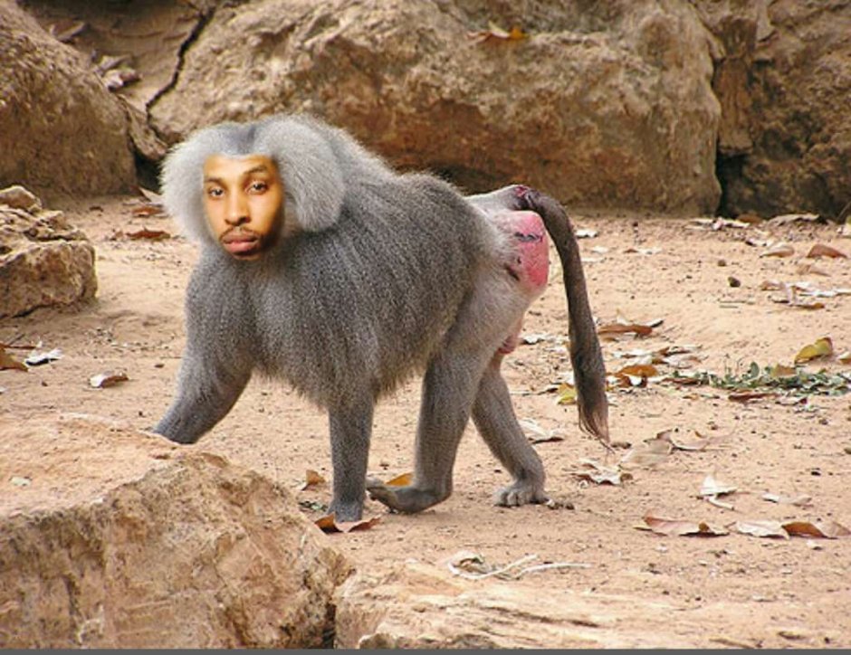 Макака сирапука