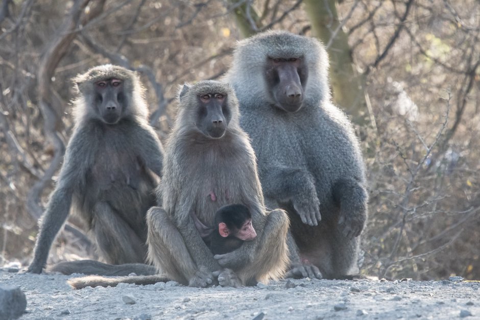 Мандрил самка