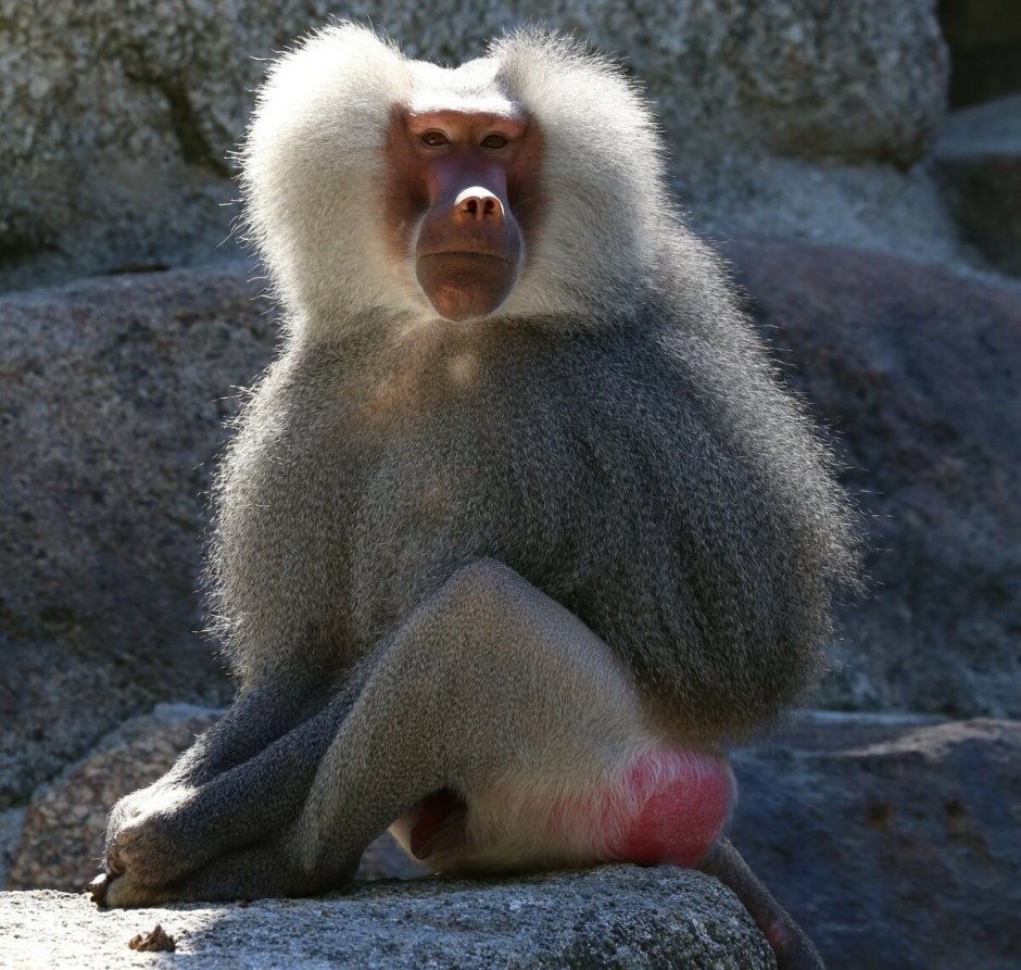 Отец гамадрил