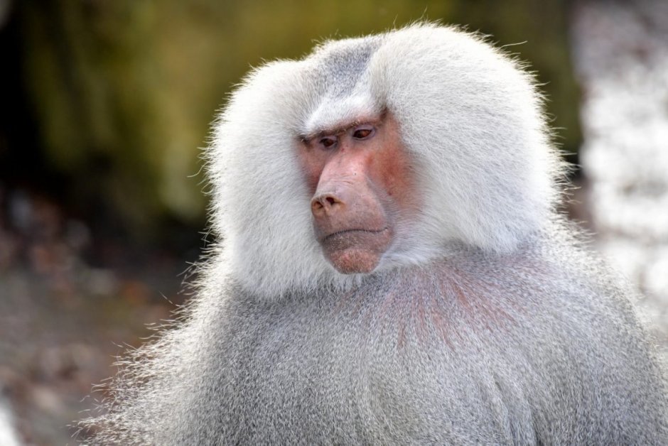 Павиан бесхвостый