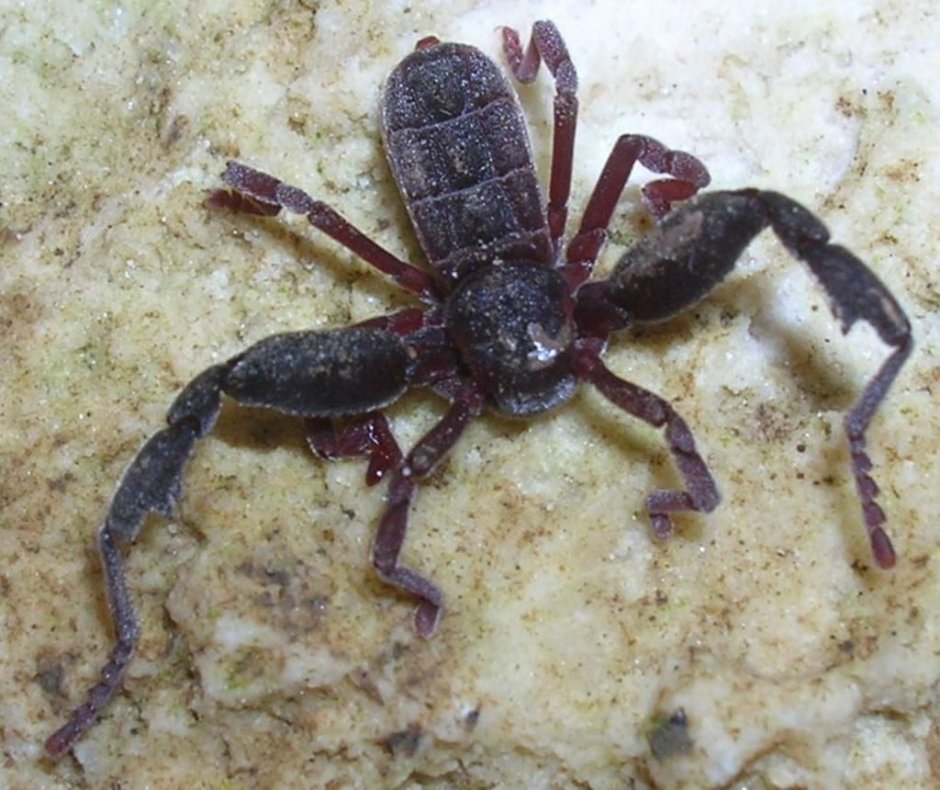 Пауки Palystes